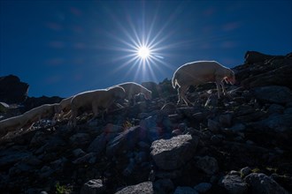 Flock of sheep foraging in the mountains
