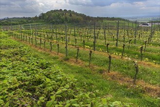 Winegrowing in Breisgau