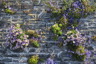 Various colourful flowers growing out of the gaps in a stone wall