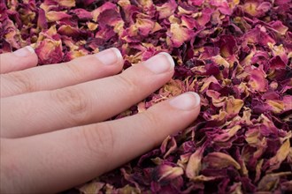 Dried rose petals as herbal tea is in hand