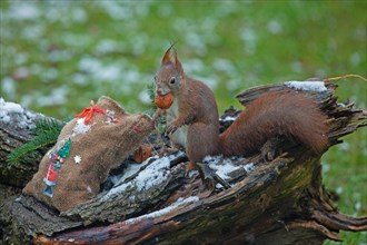 Squirrel with nut in mouth sitting on tree trunk with jute bag with picture of St. Nicholas looking left