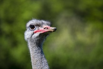Portrait of an ostrich in an ostrich farm