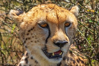 Close up of a Cheetah
