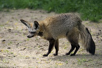 Bat-eared fox