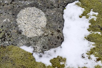 Structured granite rock overgrown with moss and lichen