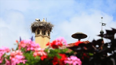 The stork on the town hall is a landmark in the historic centre of the old town. Feuchtwangen