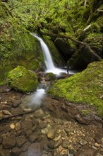 Waterfall in the UNESCO World Heritage Beech Forest in the Limestone Alps National Park