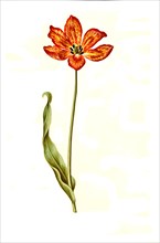 Garden tulip