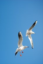 Pair of seagulls flying in the sky background