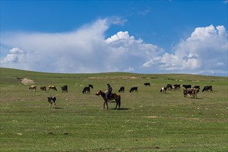 Cow herder in the Kolsay Lakes National Park