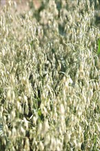Seed oats