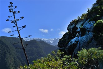 Like all Canary Islands