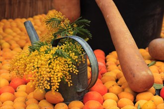 Watering can with flowering mimosa branches framed by lemons and oranges in the Bioves gardens