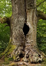 So-called chimney oak in the primeval forest Sababurg