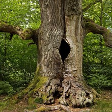 So-called chimney oak in the primeval forest Sababurg