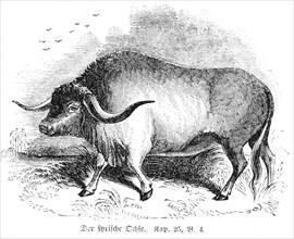 The Syrian Ox