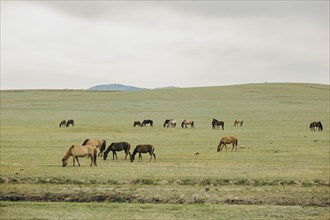 Horses grazing in the steppe near Nalaikh. Nalaikh
