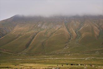 Many sheep grazing on a high mountain slope