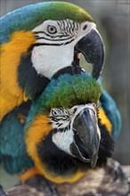 Two blue and yellow macaw