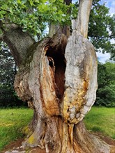 Very old and large oak with dead trunk due to lightning and tree canker