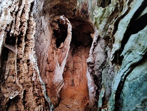 Interior view of an oak tree with trunk dead from lightning and tree canker
