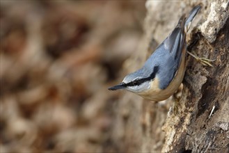 Eurasian nuthatch