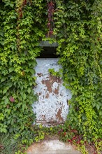 Metal door on a house overgrown with wild vines in the Spreewald near Luebben
