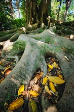 Exotic tree Australian banyan