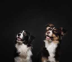 Cute dogs standing