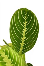 Leaf of green veined exotic 'Maranta Leuconeura Lemon Lime' houseplant isolated on white background