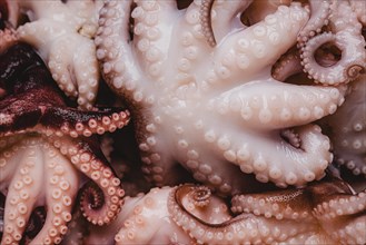 Raw octopus wallpaper