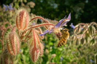 Wild bees on the flower of a borage