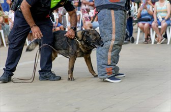 German shepherd training with police for self-defense