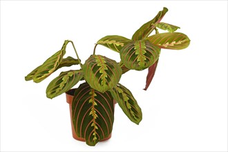 Full exotic 'Maranta Leuconeura Fascinator' plant on white background