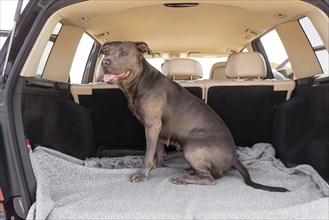 Smiley dog staying car trunk