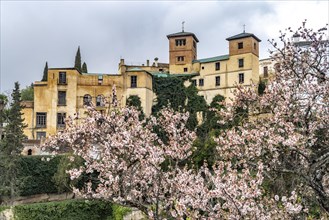 Cherry blossom and the palace Casa del Rey Moro