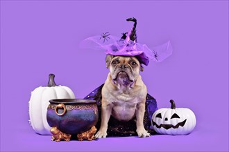 French Bulldog dog with Halloween costume witch hat next to cauldron and pumpkins on purple background