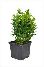 Potted 'Euonymus Radicans Green Rocket' spindle tree plant on white background
