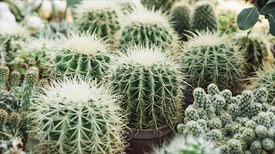 Close up sharp thorny cactus plants