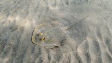 Stingray searches for food at the bottom on sunny day. Blue spotted Stingray or Bluespotted Ribbontail Ray