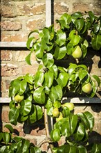 Trellis fruit with ripe pears on a brick wall