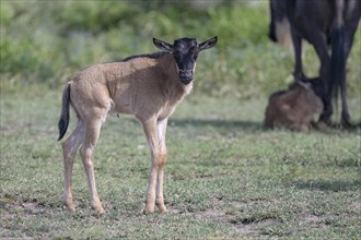 Wildebeest