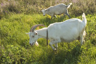 Group white goats farm eating