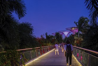 Unrecognizable adult tourists walking down Dragonfly bridge towards iconic Supertrees for daily evening light-and-music show in Gardens by the Bay