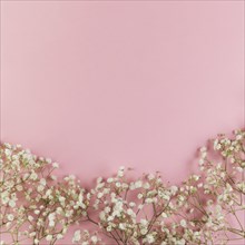 White fresh baby s breath flowers against pink background