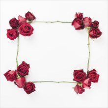 Empty decorated red roses frame white background