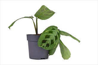 Exotic 'Maranta Leuconeura Kerchoveana Variagata' houseplant with spotted leaves in flower pot isolated on white background