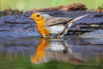 European robin