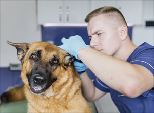 Medium shot careful doctor checking dog s ear