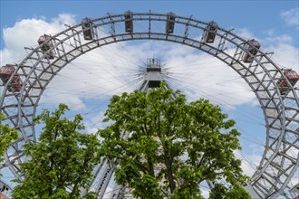 The Vienna Giant Ferris Wheel in front of flowering chestnut trees